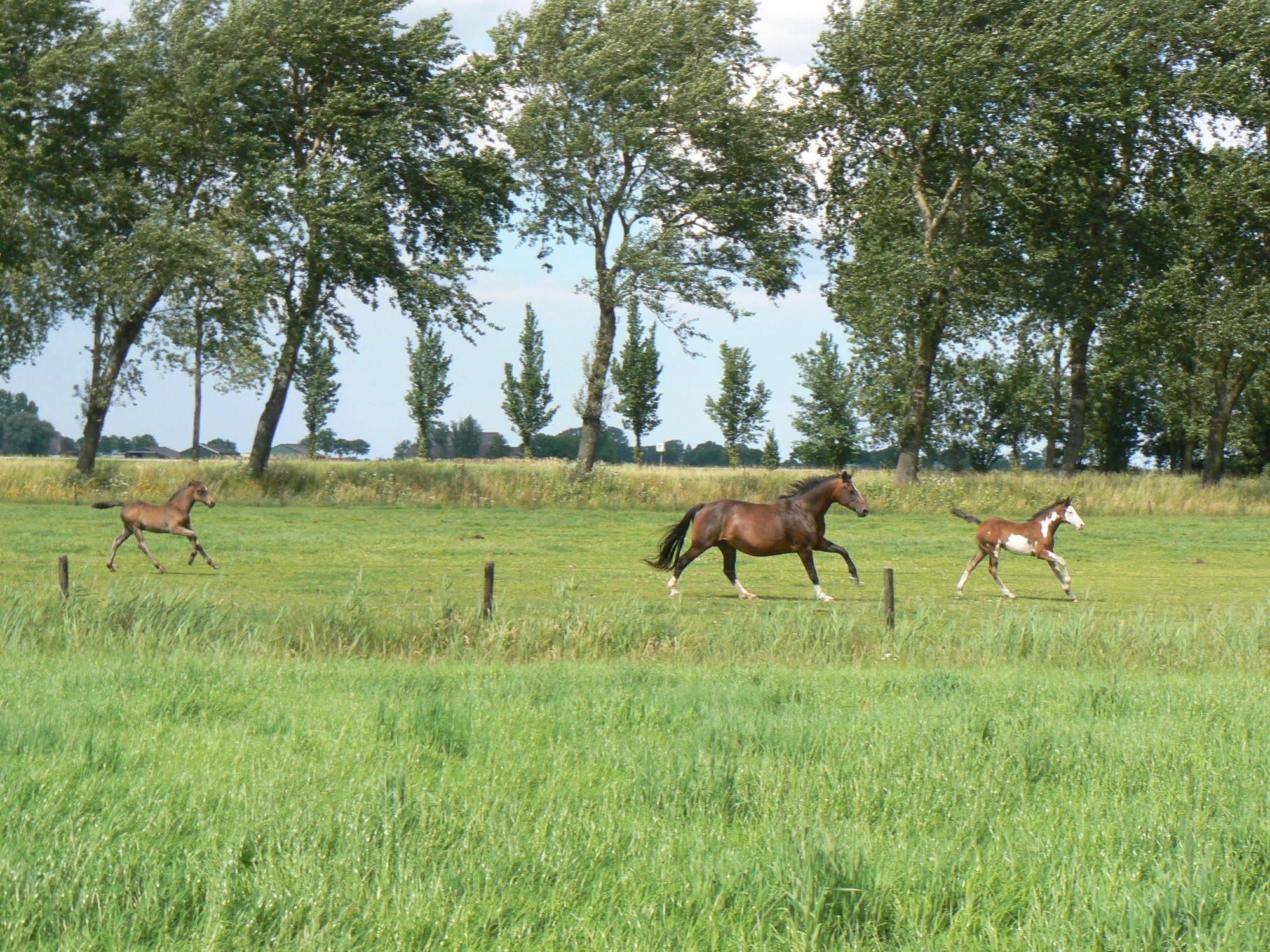 Groningen Buiten B&B Zuidhorn Екстериор снимка